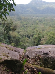 Hedychium coronarium