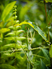 Juncus brachycephalus