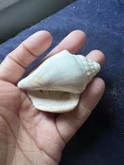 Strombus alatus