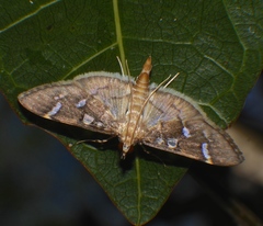 Cotachena histricalis