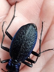 Carabus intricatus