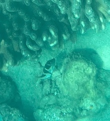 Canthigaster valentini
