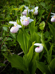 Cypripedium reginae