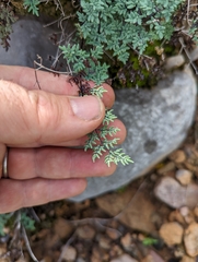 Argyrochosma limitanea