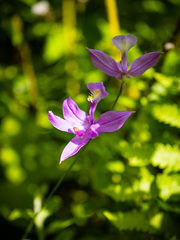Calopogon tuberosus