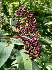 Sambucus canadensis