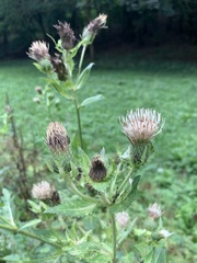 Cirsium oleraceum