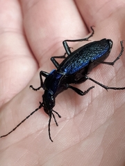 Carabus intricatus