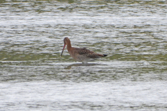 Limosa limosa