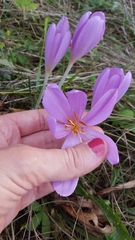 Colchicum