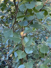 Betula pubescens