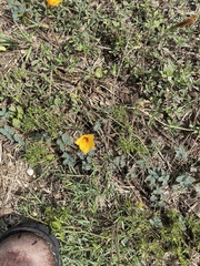 Zephyranthes tubispatha