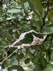 Celenna festivaria