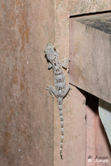 Gekko chinensis