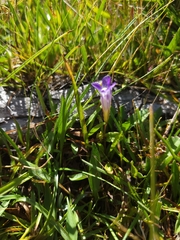 Gentianopsis holopetala