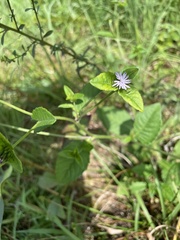 Elephantopus carolinianus