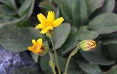 Arnica