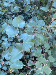 Betula pubescens
