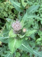 Cirsium oleraceum
