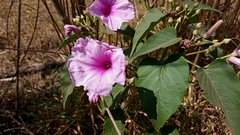 Ipomoea carnea
