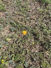 Zephyranthes tubispatha