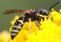 Philanthus lepidus