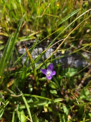 Gentianopsis holopetala