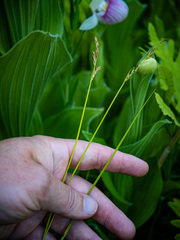 Carex bromoides