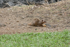 Urva auropunctata