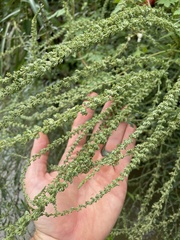 Amaranthus palmeri