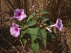 Ipomoea carnea