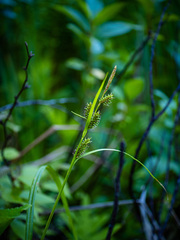 Carex scabrata