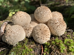 Lycoperdon perlatum