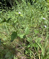 Elephantopus carolinianus