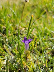 Gentianopsis holopetala