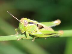 Melanoplus bivittatus