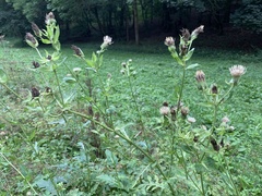 Cirsium oleraceum