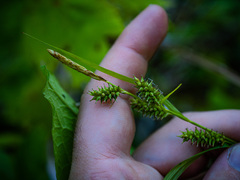 Carex scabrata