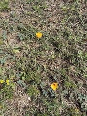 Zephyranthes tubispatha