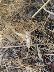 Argiope trifasciata