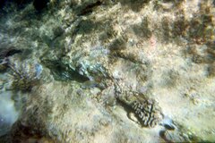 Acanthurus nigrofuscus