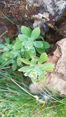 Hylotelephium anacampseros