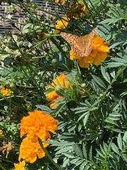 Euptoieta claudia