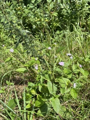 Elephantopus carolinianus