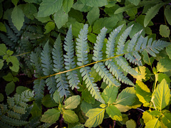 Dryopteris celsa