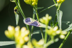 Asteromyia euthamiae