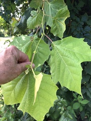 Platanus occidentalis