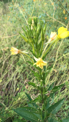 Oenothera