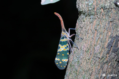Pyrops candelaria