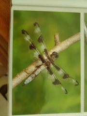 Libellula pulchella